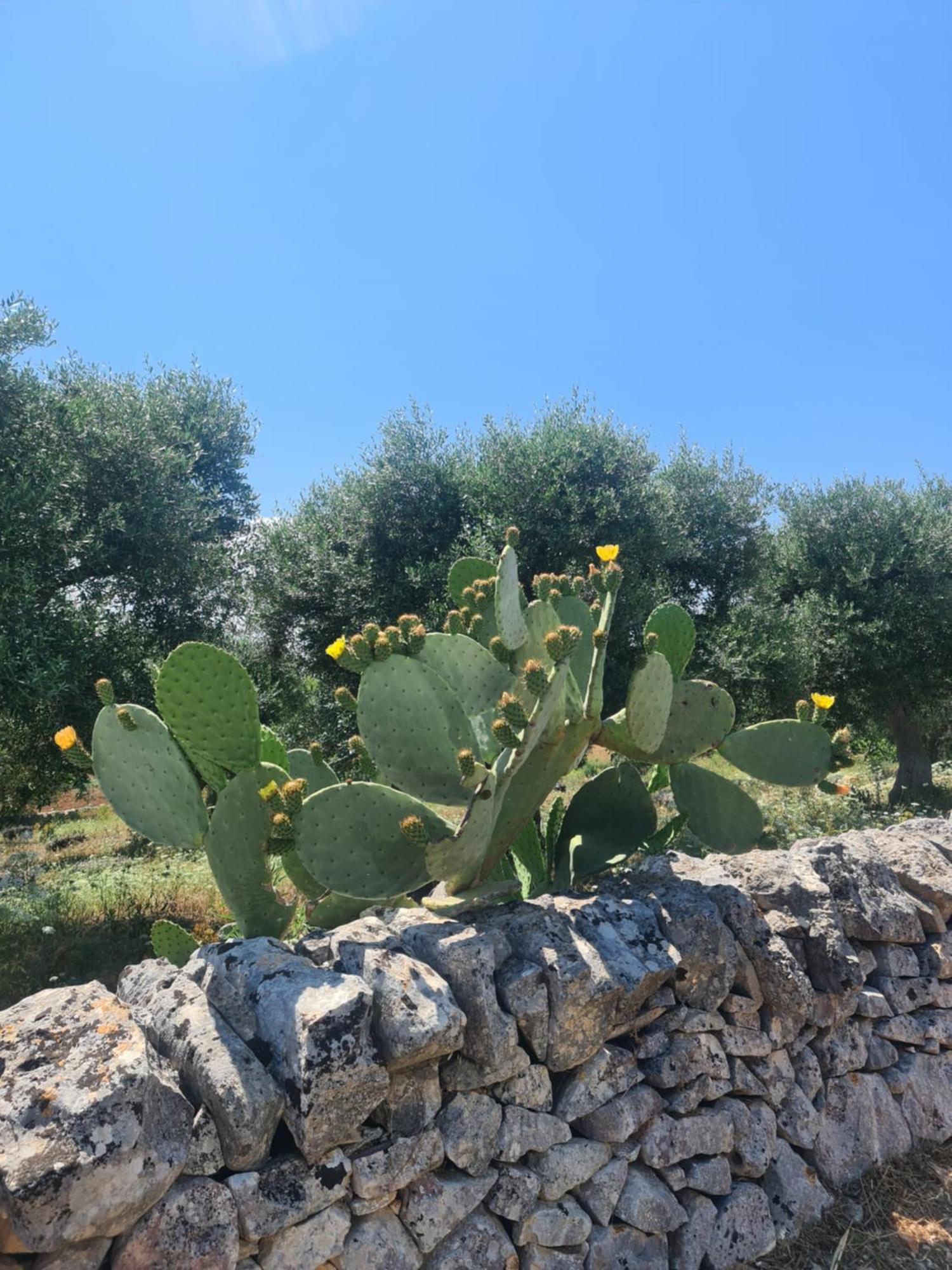 Masseria Gianca Cisternino Exterior foto